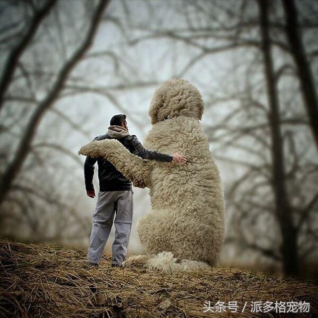 這是我見過的最大的寵物狗，背後的故事卻讓人感動到流淚