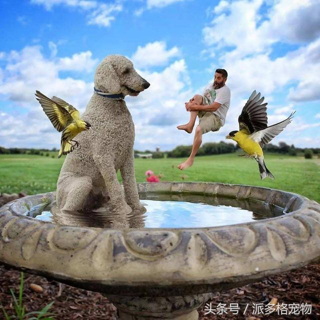 這是我見過的最大的寵物狗，背後的故事卻讓人感動到流淚