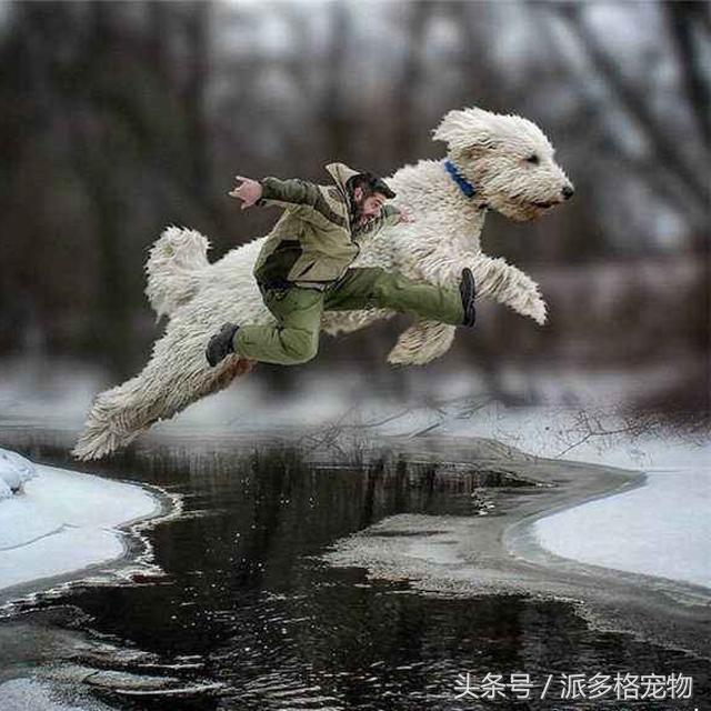 這是我見過的最大的寵物狗，背後的故事卻讓人感動到流淚