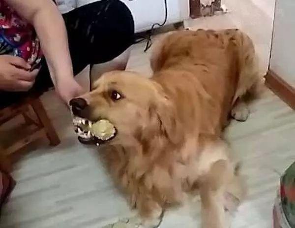 鏟屎官高價送泰迪上課，探望時狗狗正在午休，意外發現愛犬在害怕