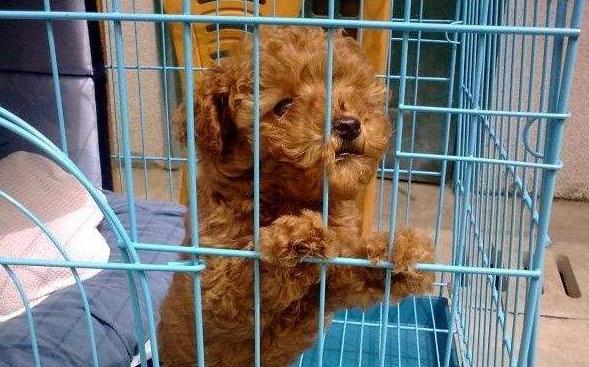 貴賓犬籠養很殘忍？這5個好處，試過的人都知道