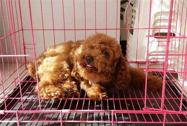 貴賓犬籠養很殘忍？這5個好處，試過的人都知道
