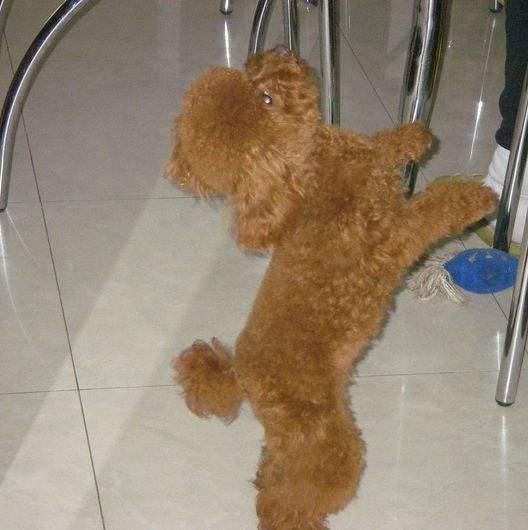 貴賓犬籠養很殘忍？這5個好處，試過的人都知道