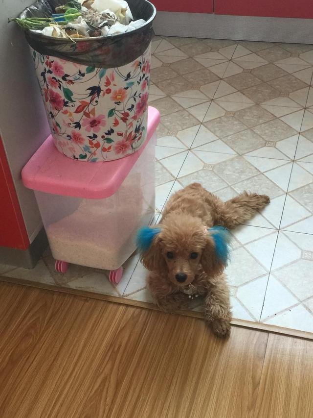 貴賓犬籠養很殘忍？這5個好處，試過的人都知道