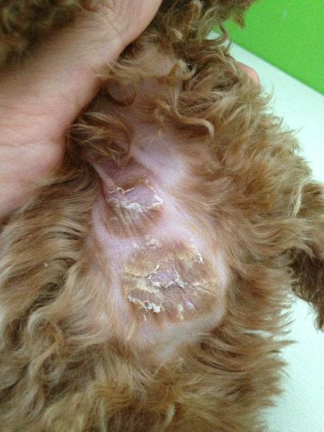 貴賓犬籠養很殘忍？這5個好處，試過的人都知道