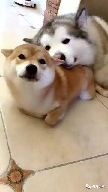 狗狗發情你需要知道的一些事