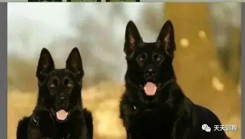 分享一些訓犬護主的小技巧