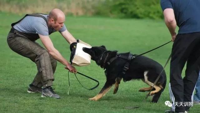 分享一些訓犬護主的小技巧