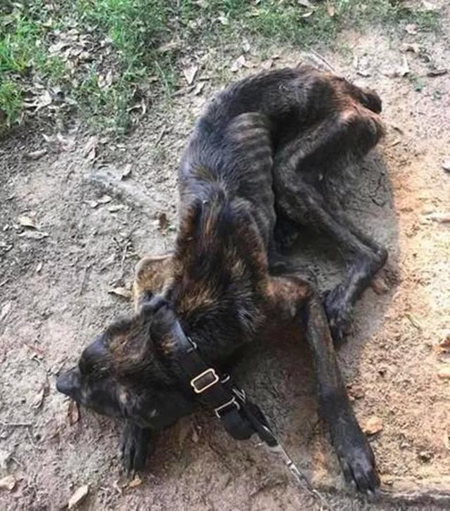 女主人狠心餓狗一個月，狗狗瘦骨嶙峋，網友：不愛了也別傷害