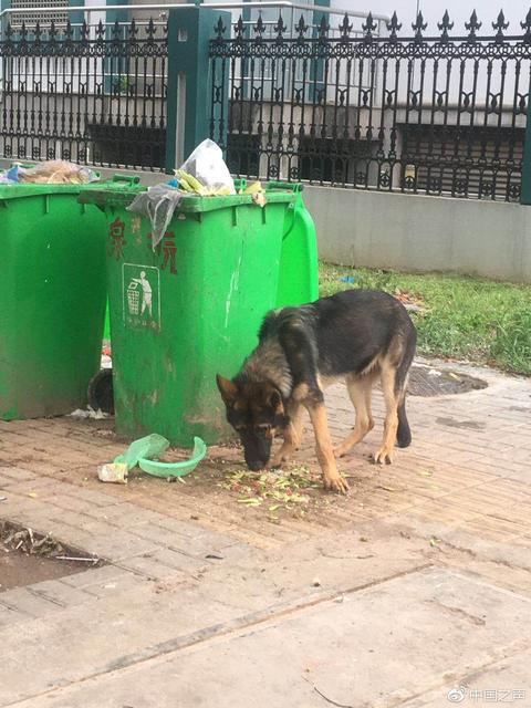 警方通報「警犬被盜」事件：相關派出所長被停職