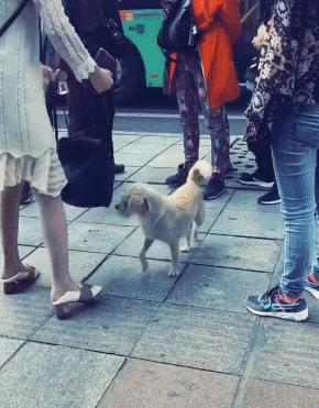 狗狗向人作揖乞憐，五種讓流浪狗生存的技能，卻無法讓它擁有家庭