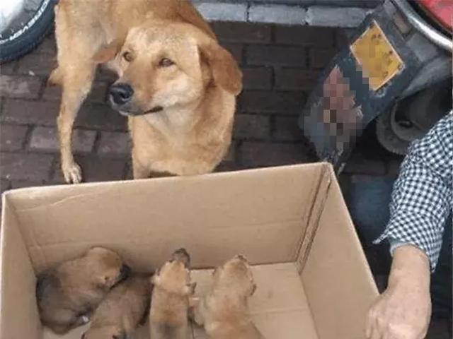狗媽媽無奈送別幼崽，親自上街出售寶寶，只盼孩子擁有善良主人