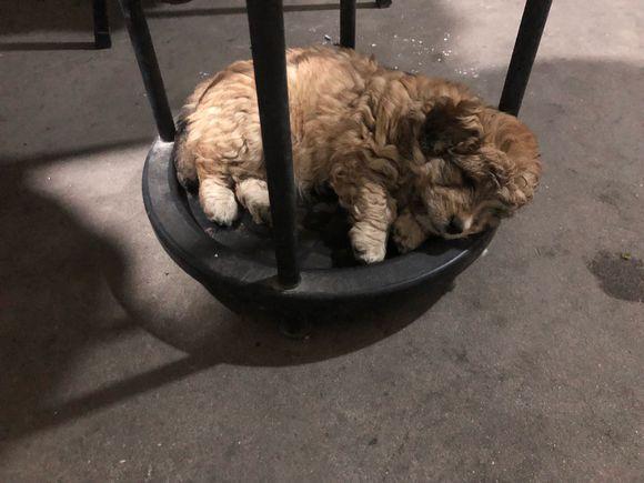 主人把小奶狗丟下自己就走了，小傢伙還不知情一副無憂無慮的樣子