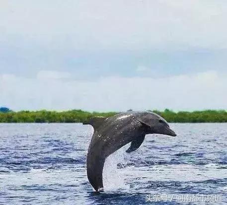把人騙的團團轉，還當領隊帶同伴「越獄」……這隻海豚簡直要成精