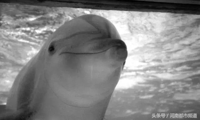 把人騙的團團轉，還當領隊帶同伴「越獄」……這隻海豚簡直要成精