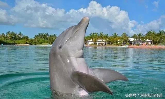把人騙的團團轉，還當領隊帶同伴「越獄」……這隻海豚簡直要成精