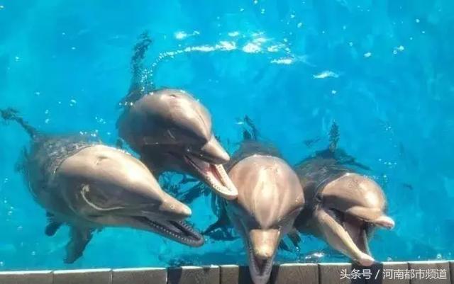 把人騙的團團轉，還當領隊帶同伴「越獄」……這隻海豚簡直要成精