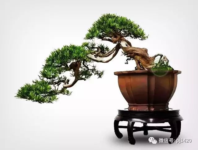 玩盆景，這種樹一定不能少！ 