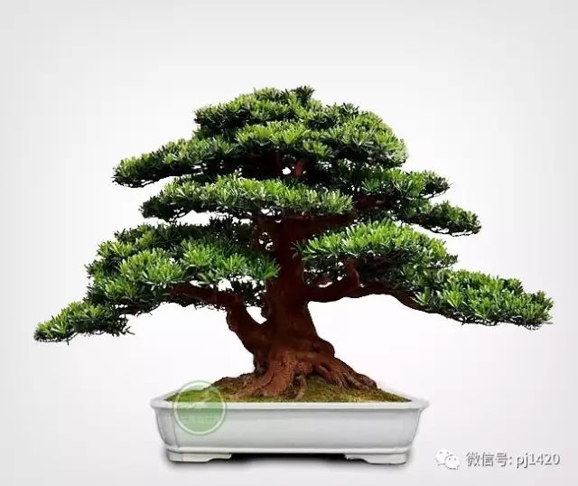 玩盆景，這種樹一定不能少！ 