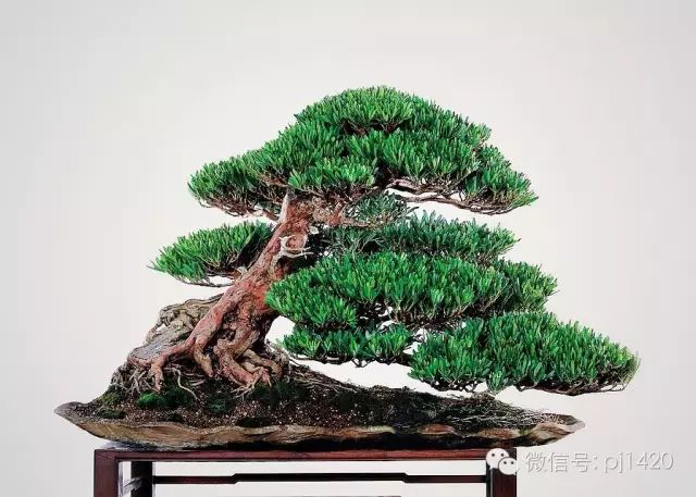玩盆景，這種樹一定不能少！ 