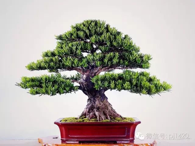 玩盆景，這種樹一定不能少！ 