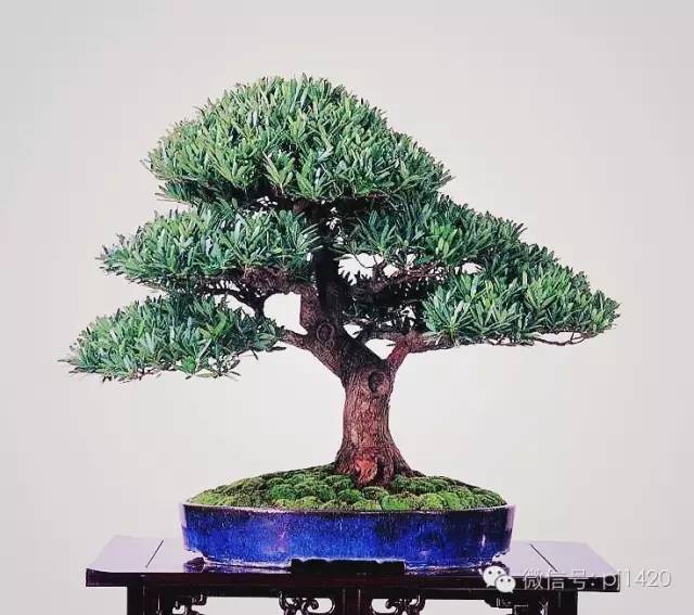 玩盆景，這種樹一定不能少！ 
