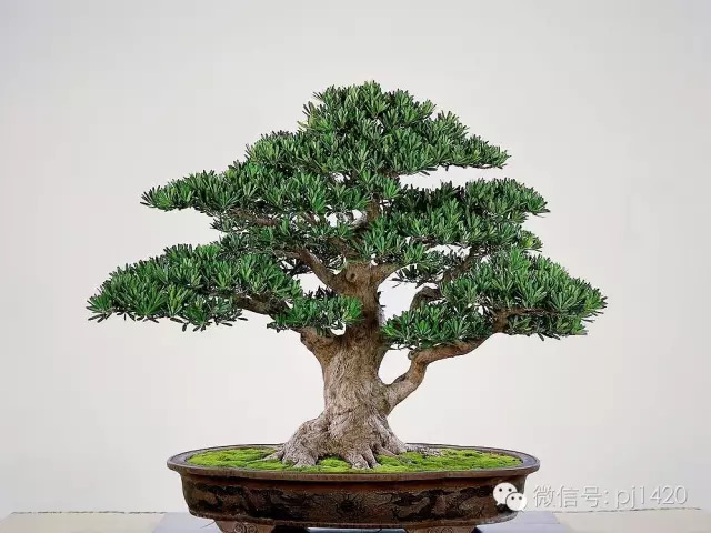 玩盆景，這種樹一定不能少！ 