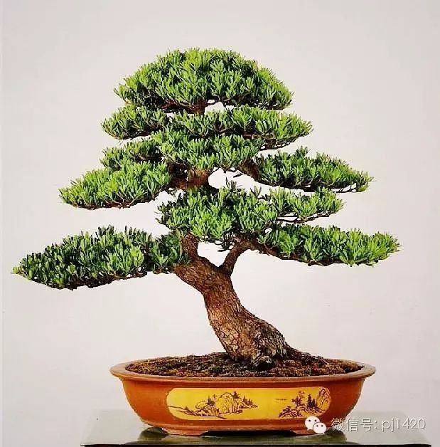玩盆景，這種樹一定不能少！ 