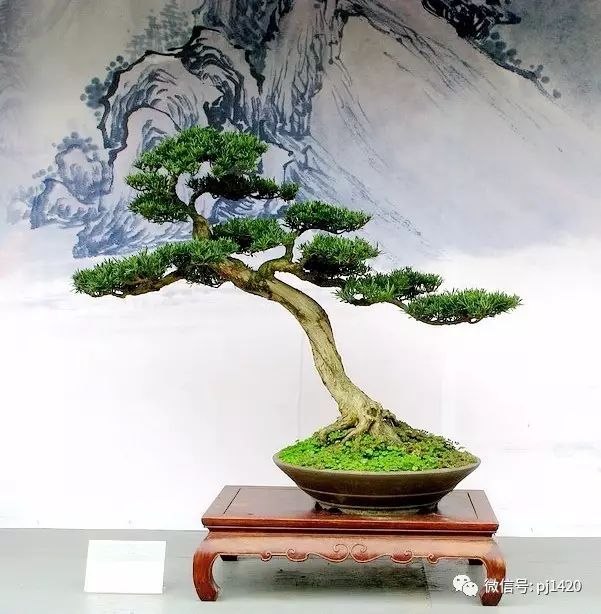 玩盆景，這種樹一定不能少！ 
