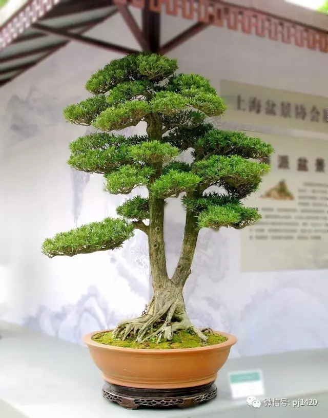 玩盆景，這種樹一定不能少！ 