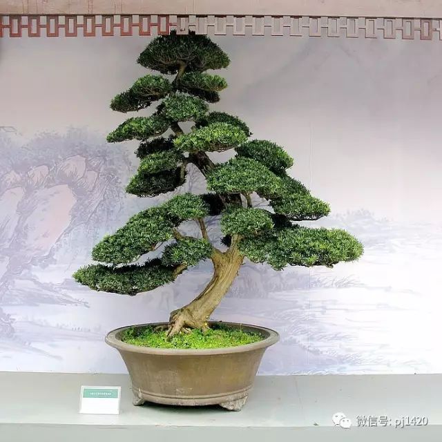 玩盆景，這種樹一定不能少！ 