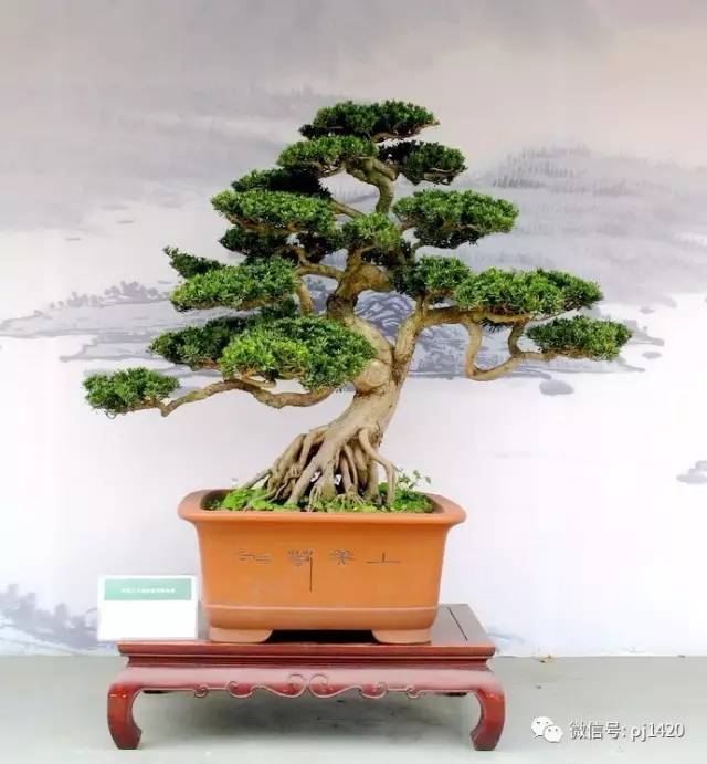 玩盆景，這種樹一定不能少！ 