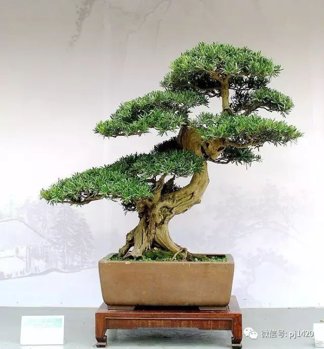 玩盆景，這種樹一定不能少！ 