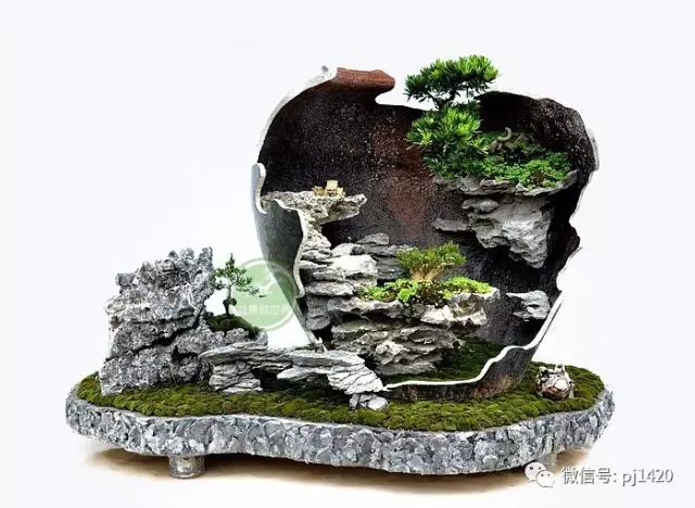 玩盆景，這種樹一定不能少！ 