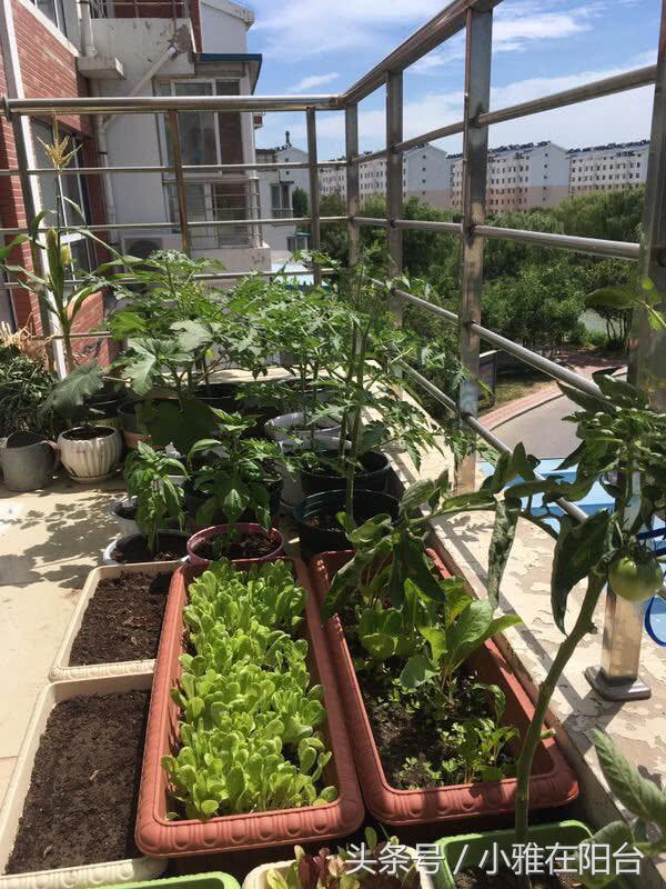 陽台種菜，用一個小方法，種的菜長得又肥又壯又旺，收穫真多