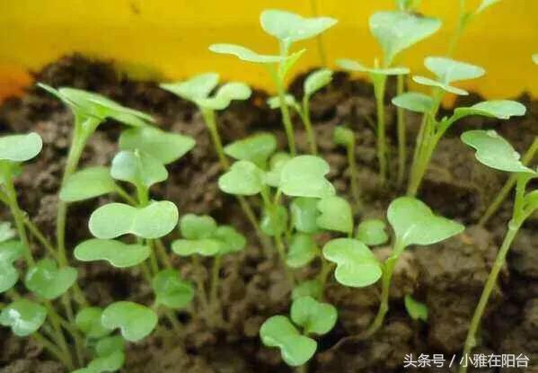 陽台種菜，用一個小方法，種的菜長得又肥又壯又旺，收穫真多