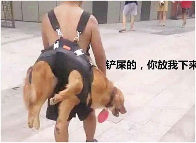 金毛貪玩不願回家，主人直接拉起狗狗笑翻路人，汪：太丟狗臉了！