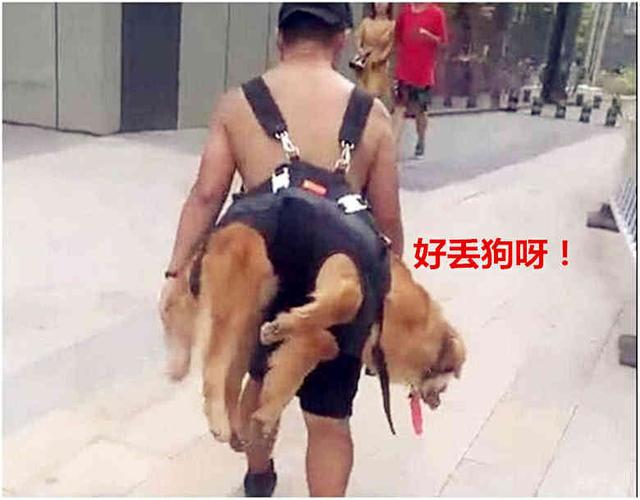 金毛貪玩不願回家，主人直接拉起狗狗笑翻路人，汪：太丟狗臉了！