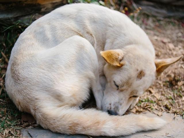 狗狗5個睡姿居然能暴露性格，快來看看吧