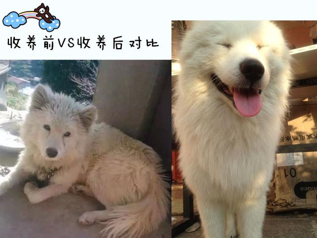 最忠誠守候，薩摩與豬同養，整日流淚向路人求救，一年後露出甜蜜微笑！