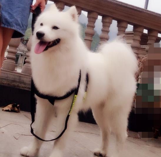 最忠誠守候，薩摩與豬同養，整日流淚向路人求救，一年後露出甜蜜微笑！