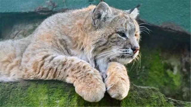 猞猁被飼養員做絕育後，整日生無可戀靠吃喝消愁，體重飆升成為大橘貓！
