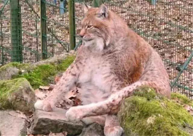猞猁被飼養員做絕育後，整日生無可戀靠吃喝消愁，體重飆升成為大橘貓！