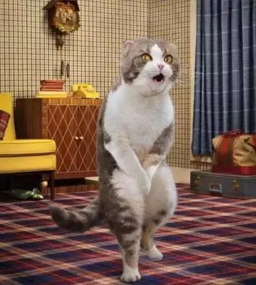 猞猁被飼養員做絕育後，整日生無可戀靠吃喝消愁，體重飆升成為大橘貓！