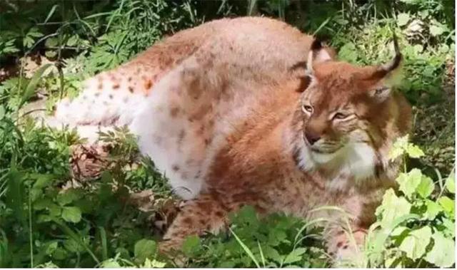 猞猁被飼養員做絕育後，整日生無可戀靠吃喝消愁，體重飆升成為大橘貓！
