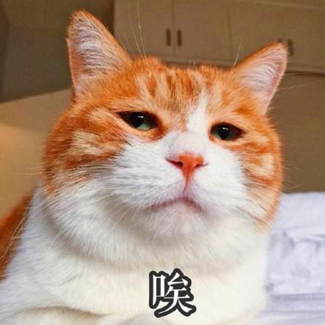 猞猁被飼養員做絕育後，整日生無可戀靠吃喝消愁，體重飆升成為大橘貓！