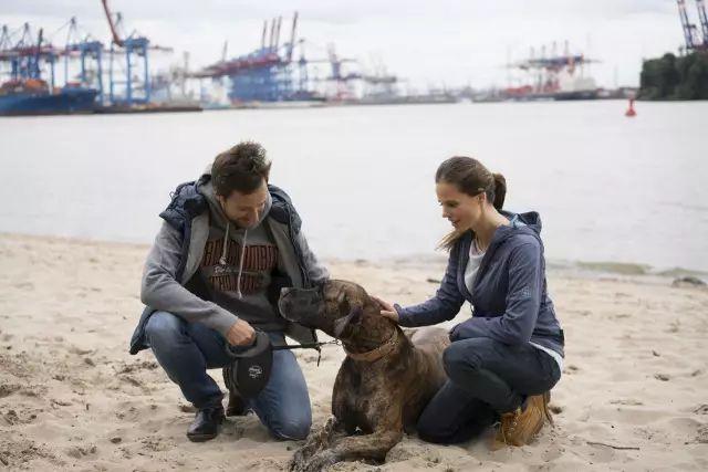 為什麼小型犬比大型犬更長壽