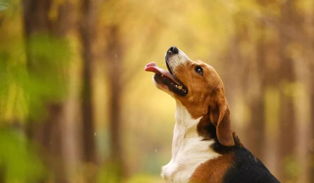 為什麼小型犬比大型犬更長壽