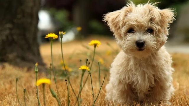 為什麼小型犬比大型犬更長壽