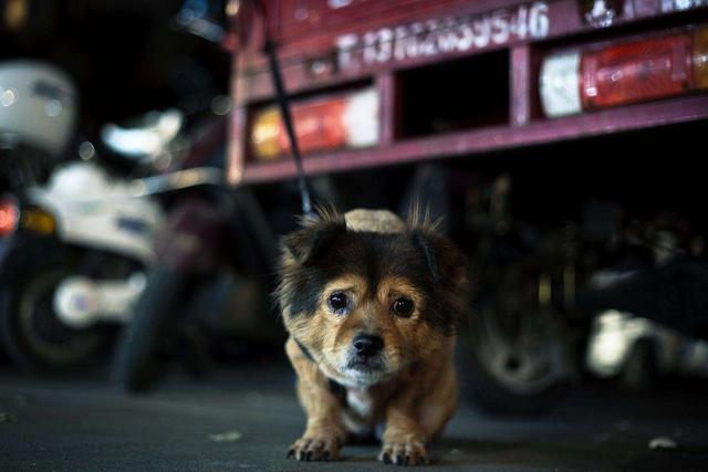 國外為狗狗建設專用設施，鏟屎官犬證不白辦，在細節處體現文明